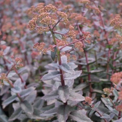 Очиток (седум) РЭЙН КСЕНОКС видный в Россоши