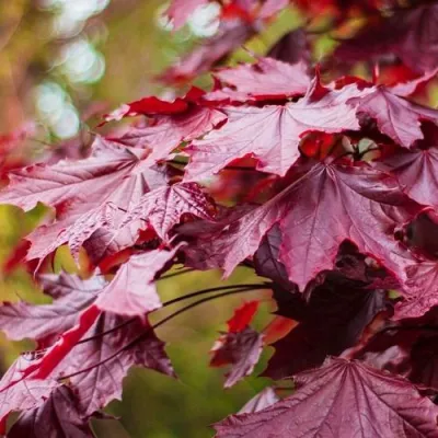 Клен РОЯЛ РЕД остролистный в Россоши