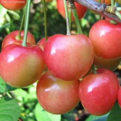 Черешня ЮЛИЯ в Россоши