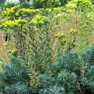 Очиток (седум) отогнутый в Россоши