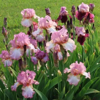 Ирис БЛАШИНГ ПИНК бородатый в Россоши