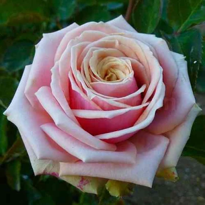 саженцы розы Эден Романтика