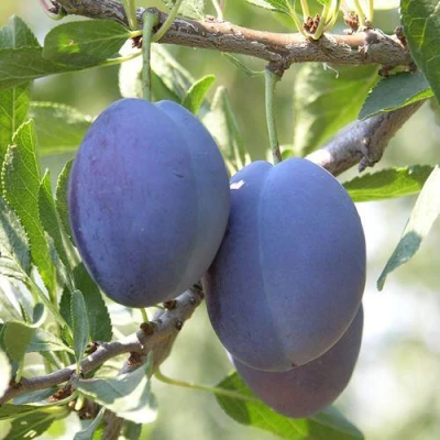 Слива СТЭНЛИ в Россоши