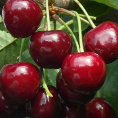 Черешня ГРОНКОВАЯ в Россоши