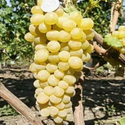 Виноград КИШМИШ ЗОЛОТЦЕ в Россоши