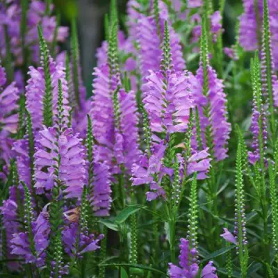 Физостегия РОЗЕЯ виргинская в Россоши