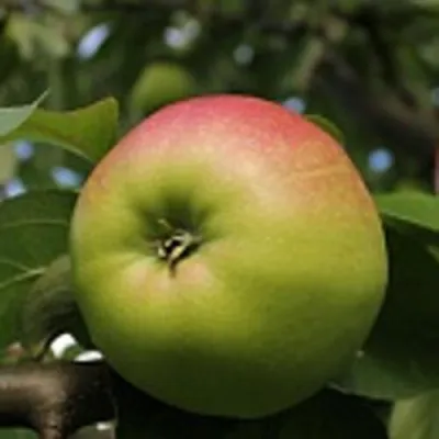 Яблоня СОКОЛОВСКОЕ стелющаяся в Россоши