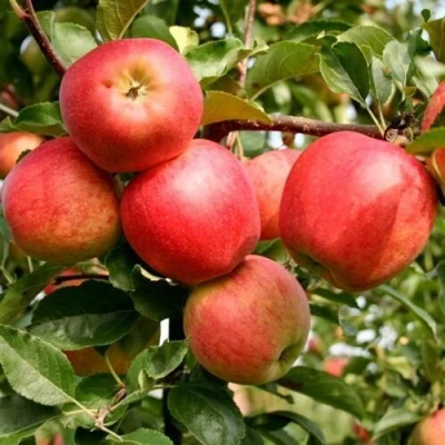 Яблоня ГАЛА МАСТ в Россоши