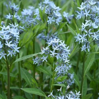 Амсония иволистная в Россоши