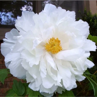 Пион БЕЛЫЙ НЕФРИТ древовидный в Россоши