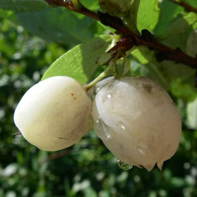 Голубика СНЕГУРОЧКА в Россоши