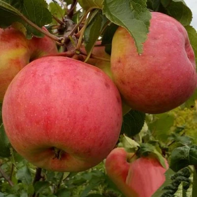 Яблоня БОЛОТОВСКОЕ в Россоши