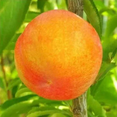 Шарафуга БЕЛЛА ГОЛД в Россоши