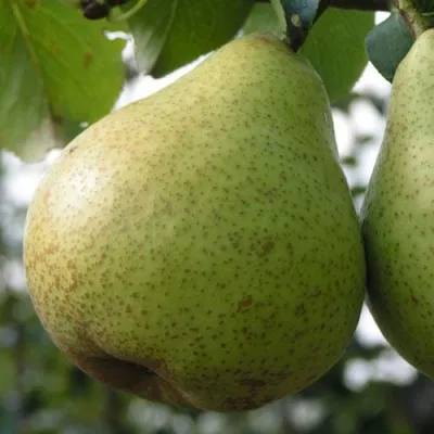 Груша ПЛАТОНОВСКАЯ в Россоши