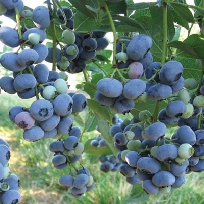 Голубика ЛИБЕРТИ в Россоши