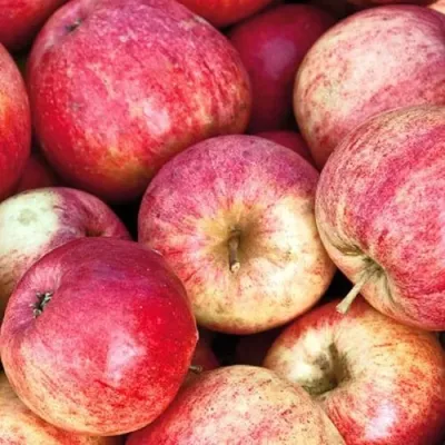 Яблоня ШТРИФЕЛЬ в Россоши