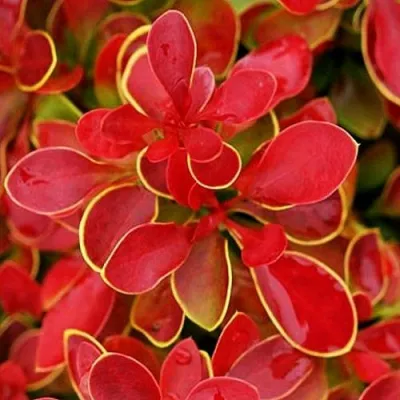 Барбарис КОРАЛ тунберга в Россоши