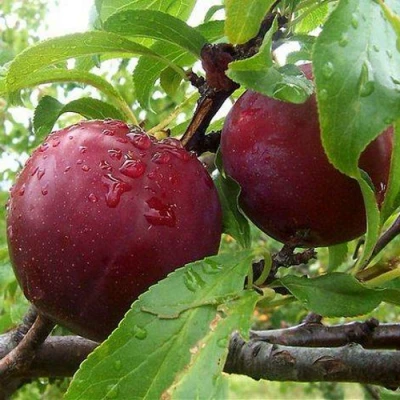 Слива КЛЕОПАТРА в Россоши