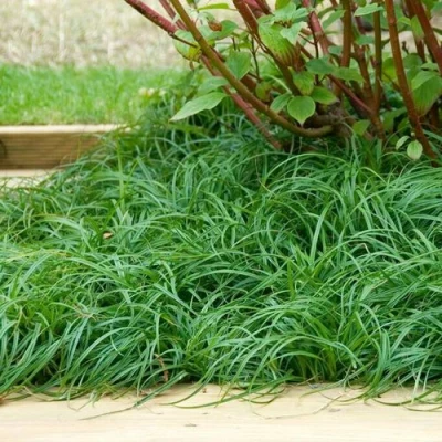 Осока БИТЛЗ в Россоши