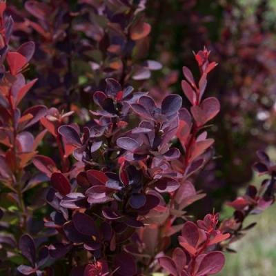 Барбарис ХЕЛМОНД ПИЛЛАР тунберга в Россоши