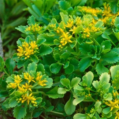 Очиток (седум) ИММЕРГРУН камчатский в Россоши