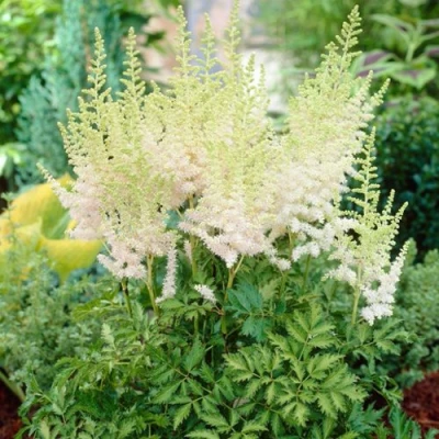 Астильба МИЛК ЭНД ХАНИ китайская в Россоши