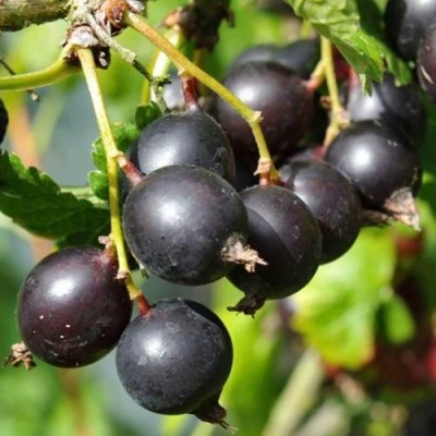 ЙОШТА в Россоши