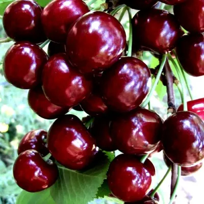 Черешня ОЛЕНЬКА в Россоши