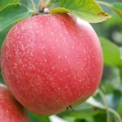 Яблоня ЧЕМПИОН в Россоши