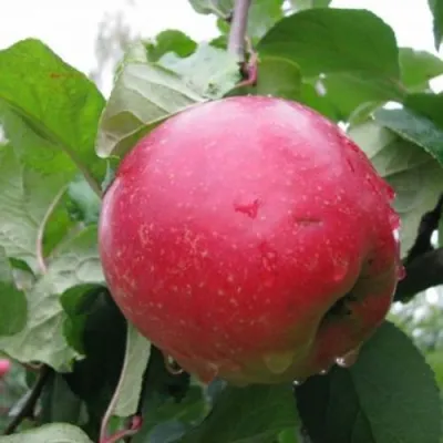 Яблоня КРАСА СВЕРДЛОВСКА в Россоши