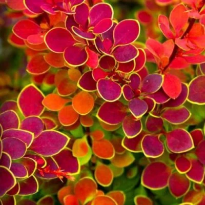 Барбарис ОРАНЖ САНРАЙЗ тунберга в Россоши