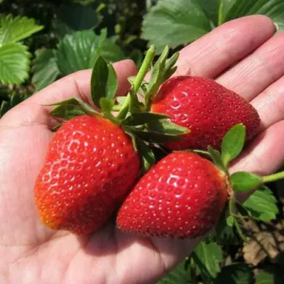 Клубника ВИМА РИНА ремонтантная в Россоши