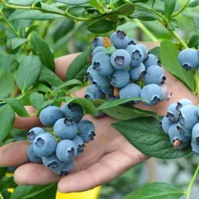 Голубика ТОРО в Россоши