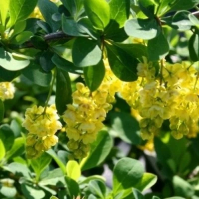 Барбарис ИНДИАН САММЕР  в Россоши