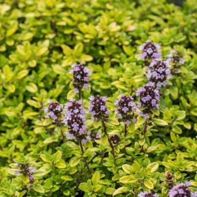 Тимьян АУРЕУС лимоннопахнущий в Россоши