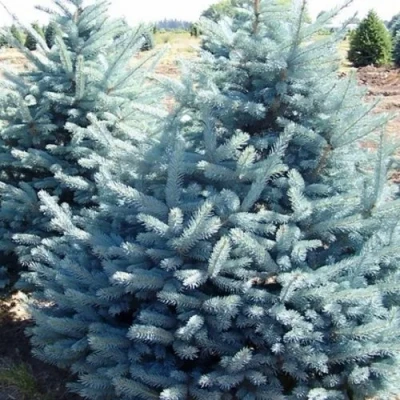 Ель ГЛАУКА колючая в Россоши