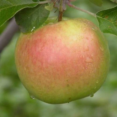 Яблоня БРЯНСКОЕ ЗОЛОТИСТОЕ в Россоши