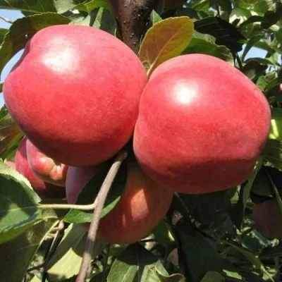 Яблоня ЗАСЛАВСКОЕ в Россоши