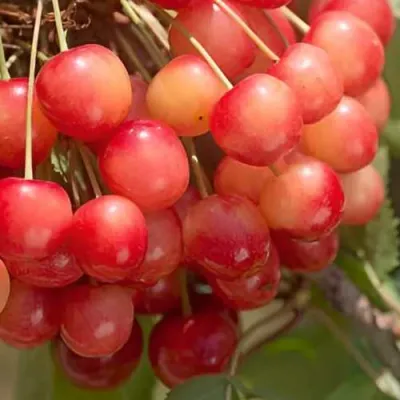 Черешня ЮЛИЯ в Россоши