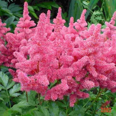 Астильба БОНН японская в Россоши