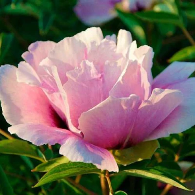 Пион ВРАТА ХРАМА древовидный  в Россоши