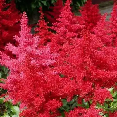 Астильба ЭТНА Арендса в Россоши