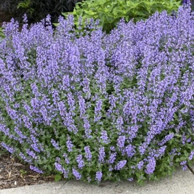 Котовник СИКС ХИЛЛС ГИАНТ в Россоши