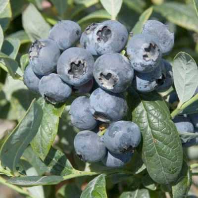 Голубика БРИГИТТА в Россоши