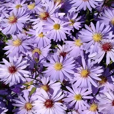 Астра БЛЮ ХЕВЕН сердцелистная в Россоши