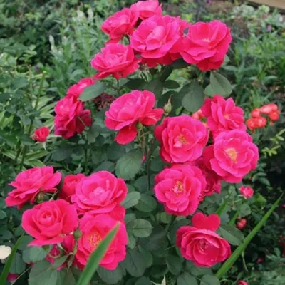 Роза ДЖОРДЖ ВАНКУВЕР флорибунда в Россоши