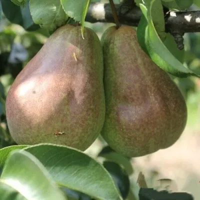 Груша БРЯНСКАЯ КРАСАВИЦА в Россоши