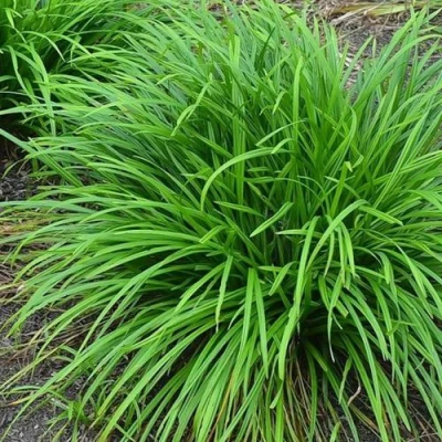 Осока АЙРИШ ГРИН в Россоши