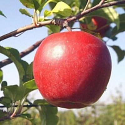 Яблоня ЛИГОЛ в Россоши