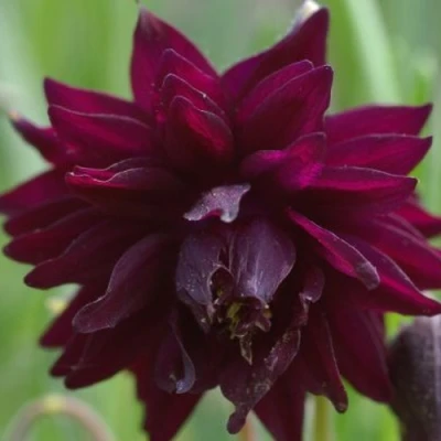 Аквилегия БАРЛОУ БОРДО обыкновенная в Россоши